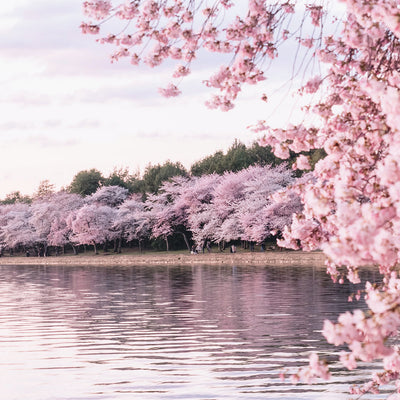 Bring Seasonal Fragrance to Your Home: Cherry Blossoms- Fleeting Beauty of Spring