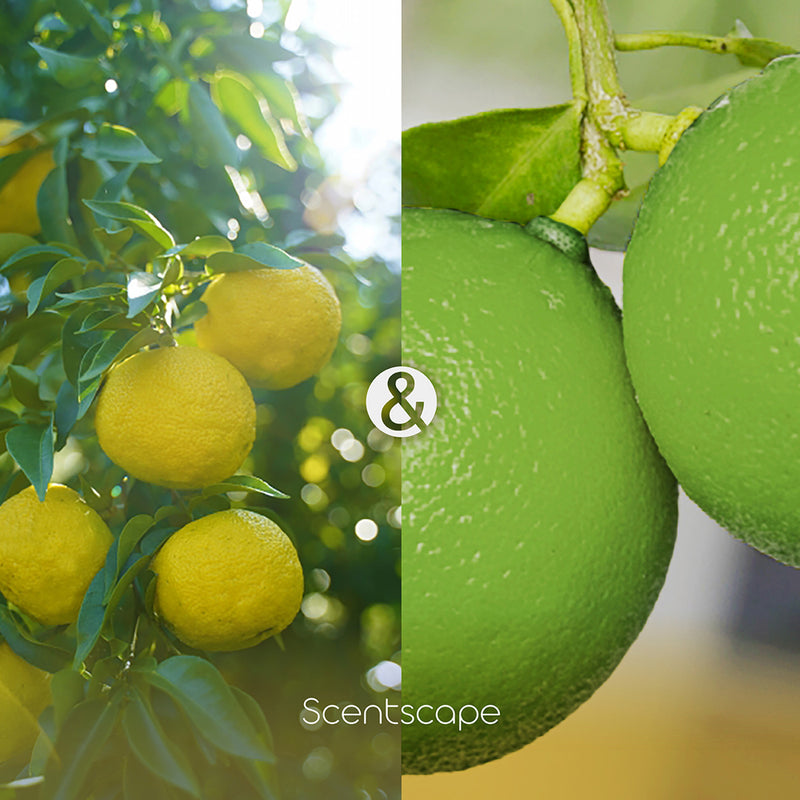 SCENTSCAPE - Yuzu & Bergamot 30 sticks
