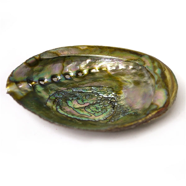 Abalone Shell with Wooden Stand