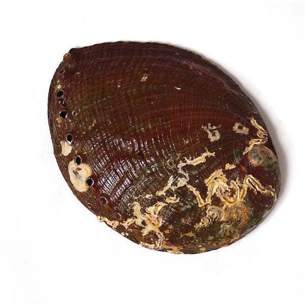 Abalone Shell with Wooden Stand
