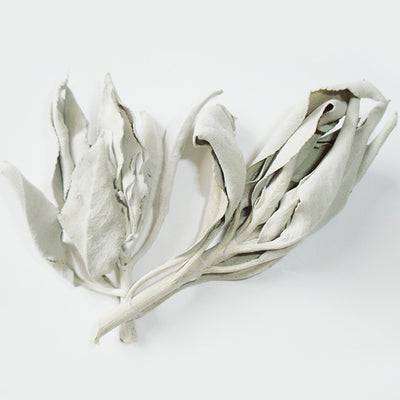 Learning About Raw Materials of Incense: White Sage